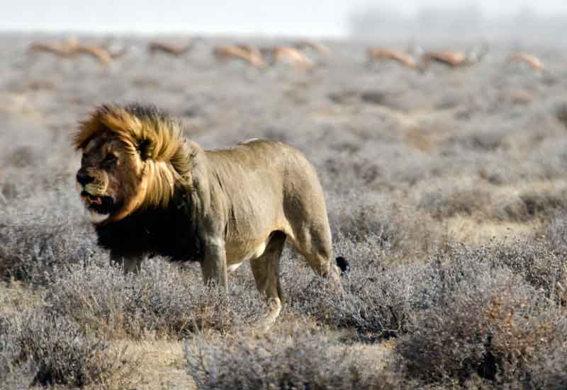 13 - Namibia - leones comiendo - parque nacional de Etosha